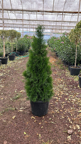 THUJA OCC. SMARAGD CLT 35.jpg