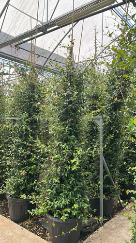 RHYNCOSPERMUM JASMİNOİDES CLT 90.jpg