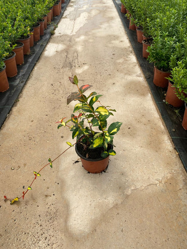 TRACHELOSPERMUM ASİATİCUM OGON NİSHİKİ CLT 1,5.jpg