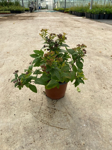 SPİREA JAPONİCA CLT 1,5.jpg