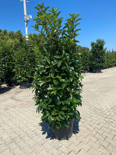 VİBURNUM LUCİDUM CLT 70.jpg