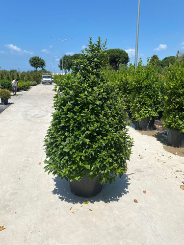 VİBURNUM TİNUS PYAMİDALİS CLT 90.jpg