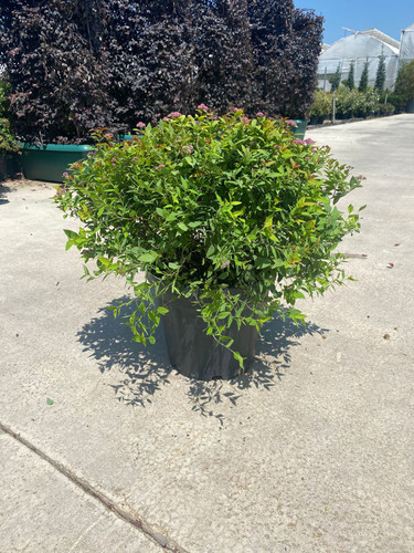 SPİREA JAPONİCA GOLD FLAME CLT 18.jpg