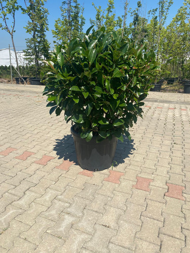 VİBURNUM LUCİDUM BALL CLT 70.jpg