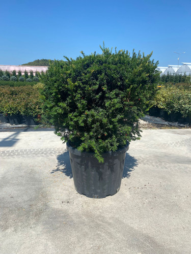 TAXUS BACCATA BALL CLT 90.jpg