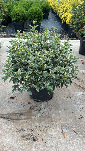 VİBURNUM TİNUS VARİEGATA CLT 35.jpg