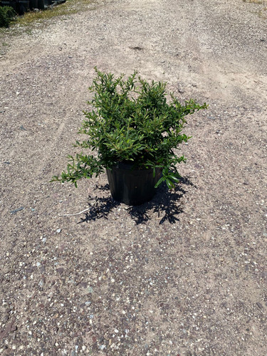 PYRACANTHA COCCİNEA NANA CLT CLT 7,5.jpg