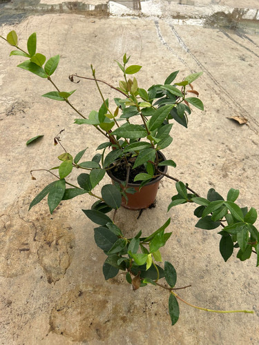 RHYNCOSPERMUM JASMİNOİDES CLT 1,5.jpg