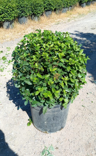 VİBURNUM TİNUS BALL CLT 35.jpg