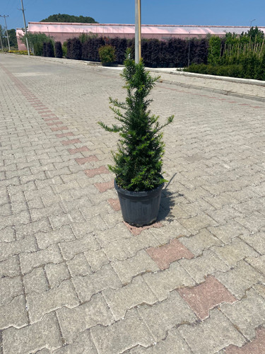 TAXUS BACCATA CLT 12,5.jpg