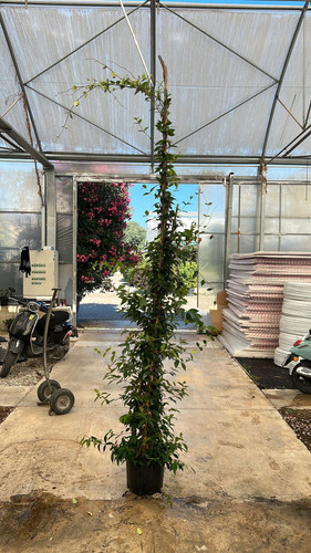 RHYNCOSPERMUM JASMİNOİDES CLT 25.jpg