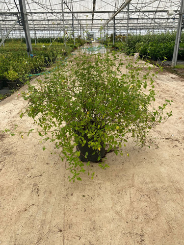 SALVİA MİCROPHYLLA HOT LİPS CLT 12,5.jpg