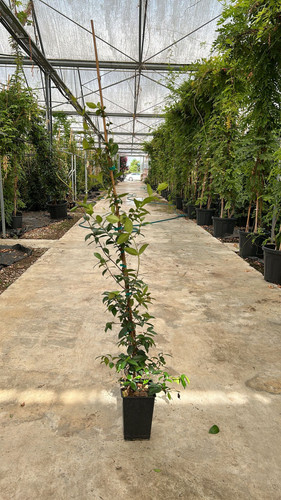 RHYNCOSPERMUM JASMİNOİDES CLT 4,5.jpg