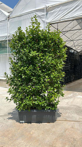 VİBURNUM TİNUS WALL CLT 90.jpg