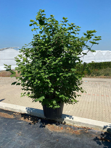 VİBURNUM OPULUS CLT 125.jpg