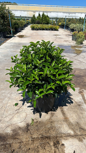 VİBURNUM LUCİDUM CLT 35.jpg