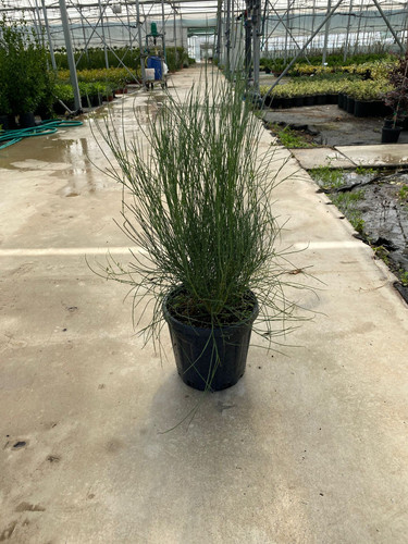 SPARTİUM JUNCEUM CLT 7.jpg