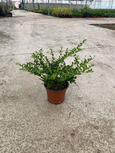 İLEX CRENATA CONVEXA CLT 1,5.jpg