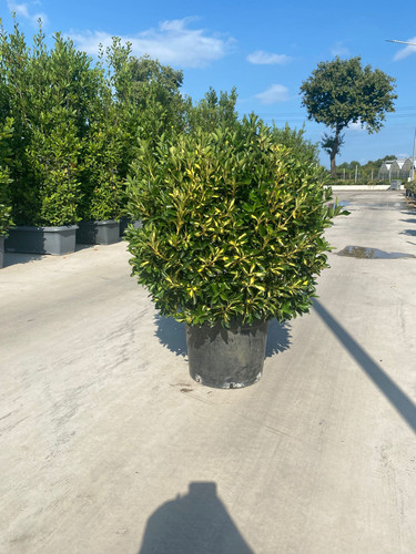 EUONYMUS JAPONİCA VARİEGATA CLT 35.jpg