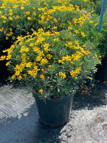 EURYOPS PECTİNATUS CLT 35.jpg