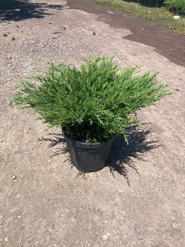 JUNİPERUS H. ANDORA COMPACTA CLT 7,5(1).jpg