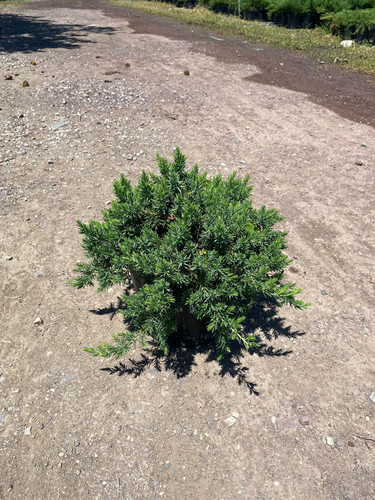 JUNİPERUS CONFERTA BLUE PASİFİC CLT 7.5.jpg