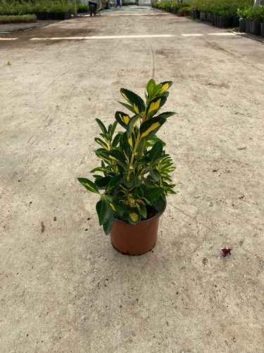 EUONYMUS JAPONİCA VARİEGATA CLT 1,5.jpg