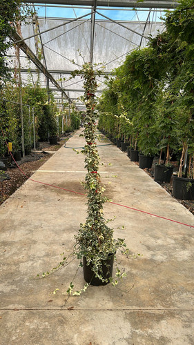 HEDERA HELİX VARİEGATA CLT 7.jpg