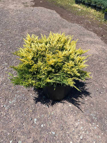 JUNİPERUS H. LİME GLOW CLT 15.jpg