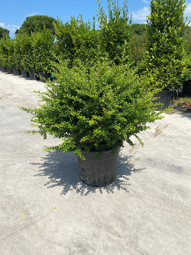 İLEX CRENATA CONVEXA GOLD CLT 36,5.jpg