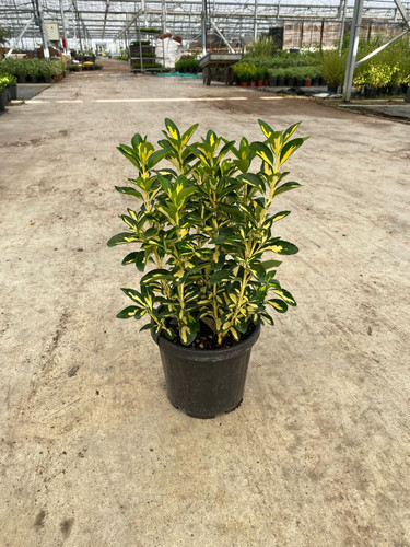 EUONYMUS JAPONİCA VARİEGATA CLT 3.jpg