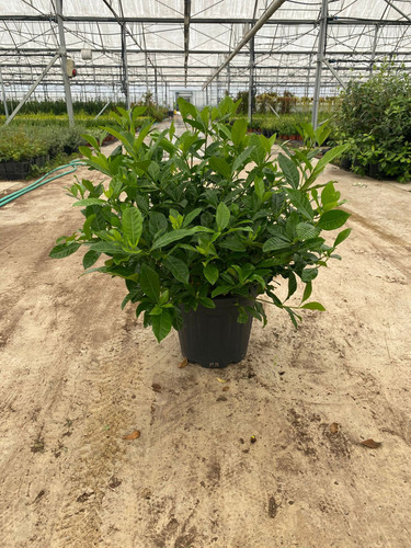 GARDENİA JASMİNOİDES CLT 12,5.jpg