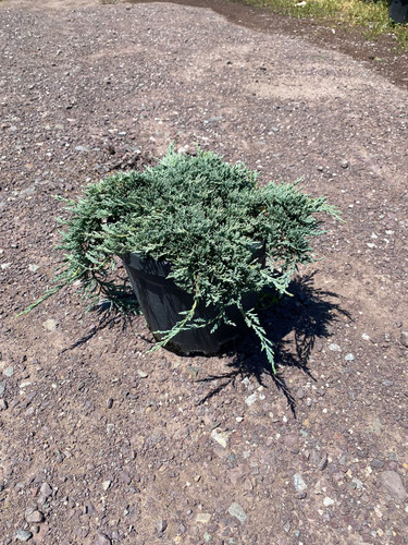 JUNİPERUS H. İCEE BLUE CLT 7,5.jpg