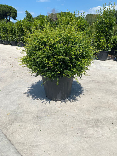 İLEX CRENATA CONVEXA GOLD CLT 125.jpg