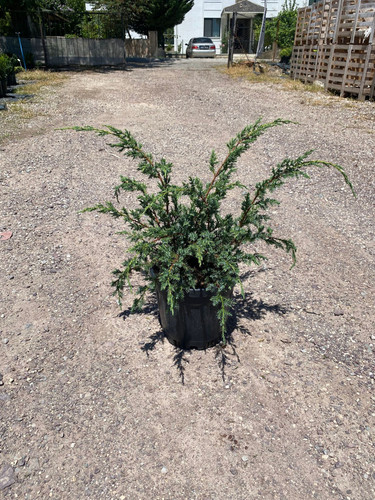 JUNİPERUS CHİNENSİS BLUE ALPS CLT 7.5.jpg