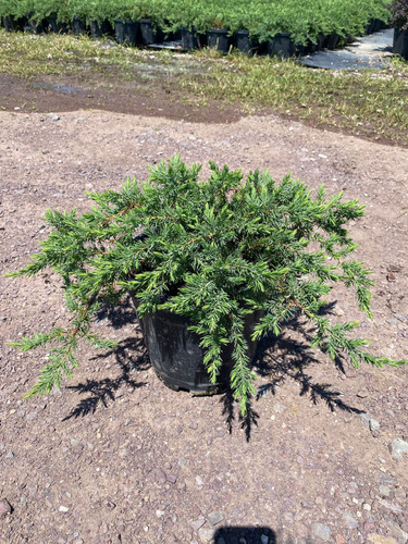 JUNİPERUS CONFERTA BLUE PASİFİC CLT 15.jpg