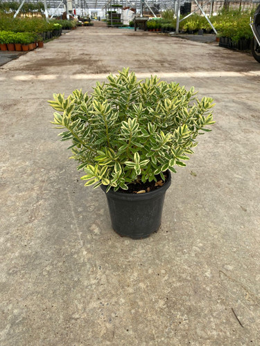 HEBE ANDERSONİİ VARİEGATA CLT 3.jpg