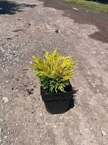 JUNİPERUS H. LİME GLOW CLT 2.2.jpg