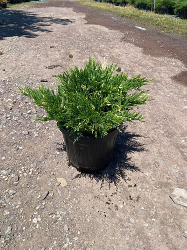 JUNİPERUS HORİZANTALİS ANDORRA VARİEGATA CLT 7.jpg