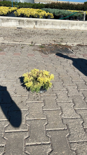 JUNİPERUS CHİNENSİS GOLD LACE CLT 3.jpg