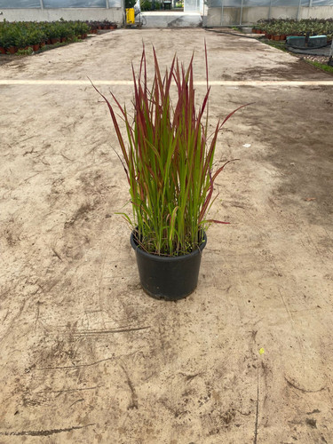 İMPERATA CYLİNDRİCA RUBRA CLT 3.jpg