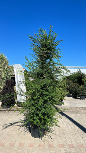 JASMİNUM NUDİFLORUM CLT 90.jpg