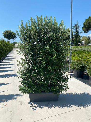 FEİJOA SELLOWİANA WALL CLT 90.jpg