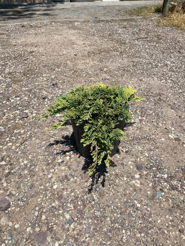 JUNİPERUS HORİZANTALİS GOLDEN CARPET CLT 5.jpg