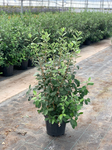 FEİJOA SELLOWİANA CLT 12,5.jpg