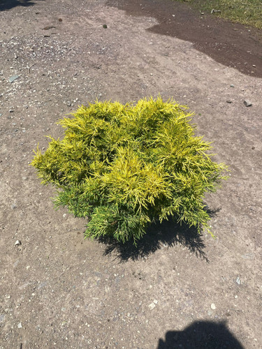 JUNİPERUS GOLD LACE CLT 7.jpg