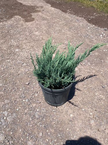 JUNİPERUS H. BLUE CHİP CLT 5.jpg