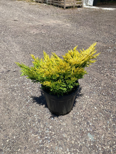 JUNİPERUS H. LİME GLOW CLT 7.jpg