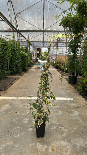 HEDERA CANARİENSİS VARİEGATA CLT 7.jpg