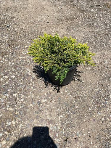 JUNİPERUS COMMUNİS GOLDSCHATZ CLT 5.jpg